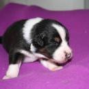 Akiba und Sunnys  Nachwuchs